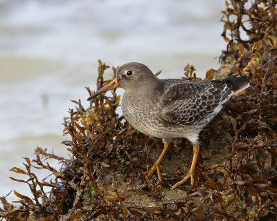 Paarse Strandloper - Purple Sandpiper