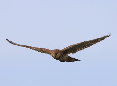 Torenvalk - Common Kestrel