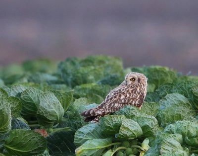 Velduil - Short-eared Owl