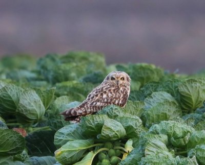 Velduil - Short-eared Owl