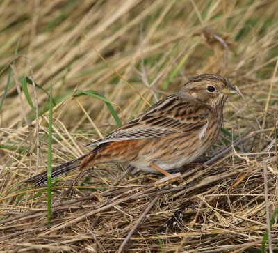 Witkopgors - Pine Bunting