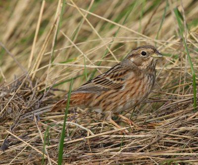 Witkopgors - Pine Bunting