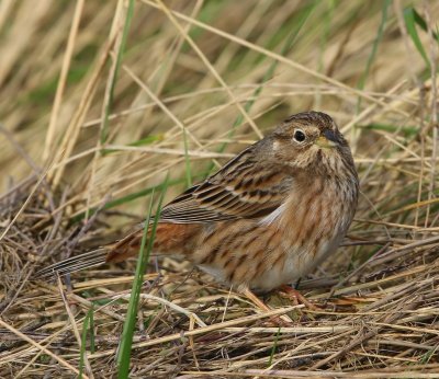 Witkopgors - Pine Bunting