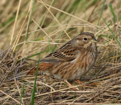 Witkopgors - Pine Bunting