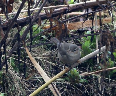 Bruine Boszanger - Dusky Warbler