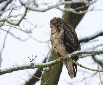 Buizerd - Common Buzzard