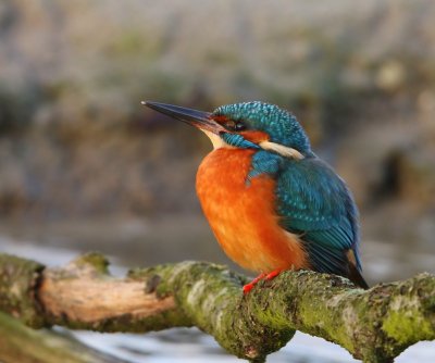 IJsvogel - Common Kingfisher