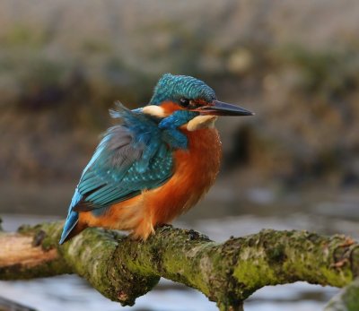 IJsvogel - Common Kingfisher