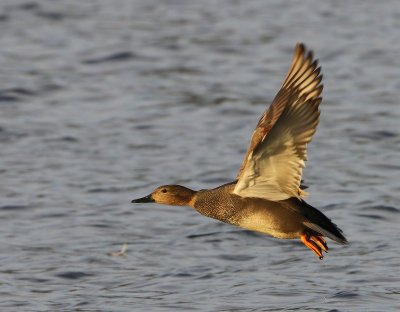 Krakeend - Gadwall