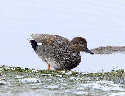 Krakeend - Gadwall