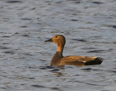 Krakeend - Gadwall