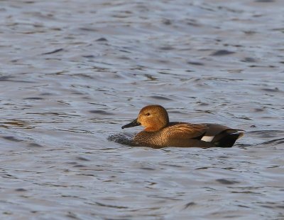 Krakeend - Gadwall