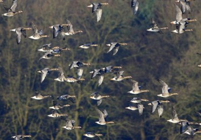 Kolganzen - Greater White-fronted Geese