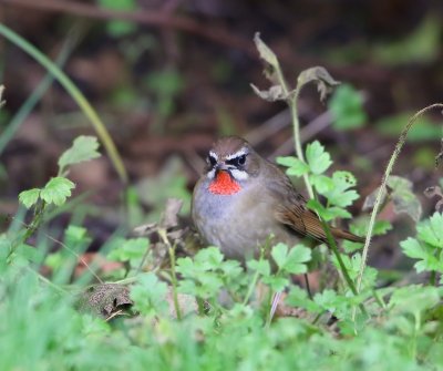 Roodkeelnachtegaal - Siberian Rubythroat