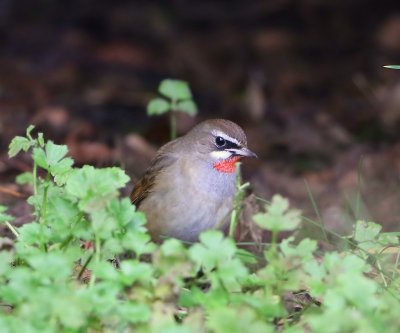 Roodkeelnachtegaal - Siberian Rubythroat
