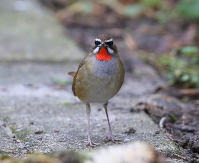 Roodkeelnachtegaal - Siberian Rubythroat