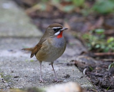 Roodkeelnachtegaal - Siberian Rubythroat