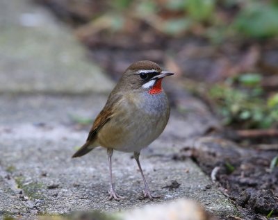 Roodkeelnachtegaal - Siberian Rubythroat