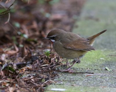 Roodkeelnachtegaal - Siberian Rubythroat