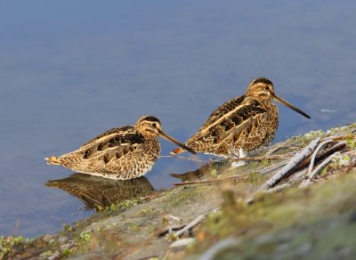 Watersnippen - Common Snipes