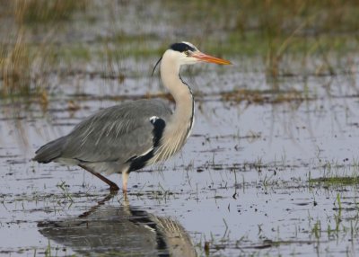 Blauwe Reiger - Grey Heron