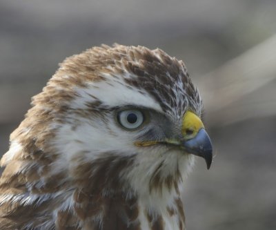 Buizerd - Common Buzzard