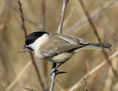 Glanskop - Marsh Tit