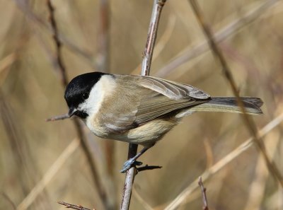 Glanskop - Marsh Tit