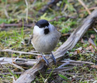 Glanskop - Marsh Tit