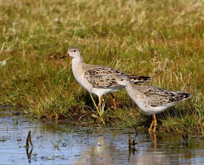 Kemphanen - Ruffs