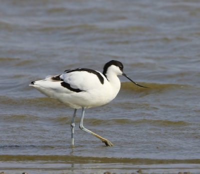 Kluut - Pied Avocet