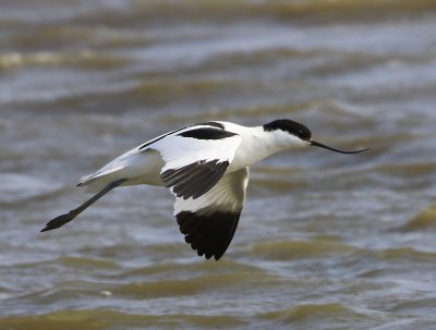 Kluut - Pied Avocet