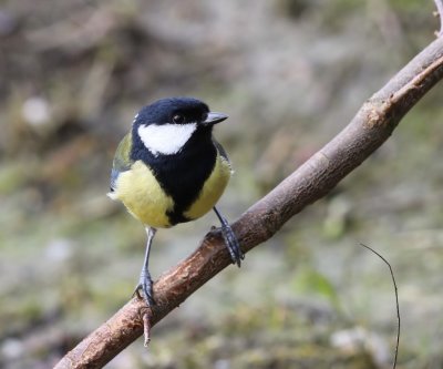 Koolmees - Great Tit