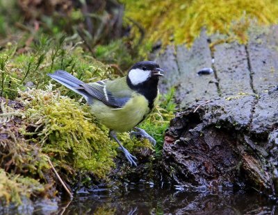 Koolmees - Great Tit