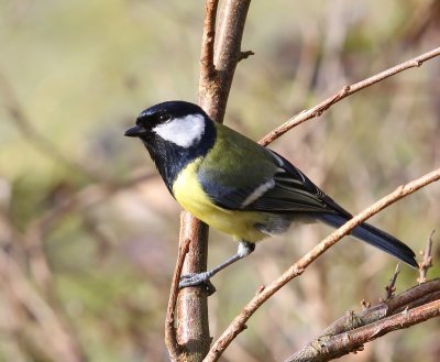Koolmees - Great Tit