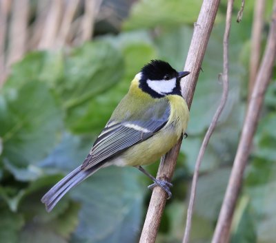 Koolmees - Great Tit