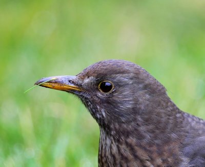 Merel - Common Blackbird