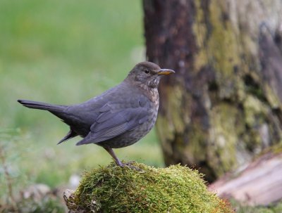Merel - Common Blackbird