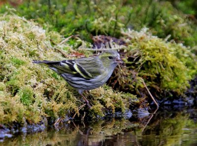 Sijs - Eurasian Siskin