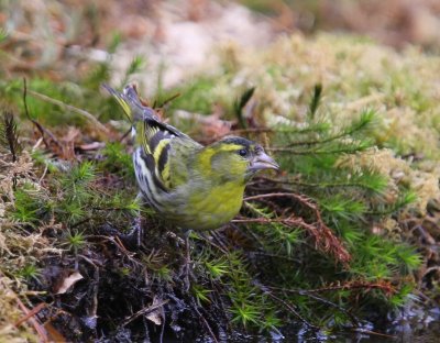Sijs - Eurasian Siskin