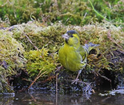 Sijs - Eurasian Siskin