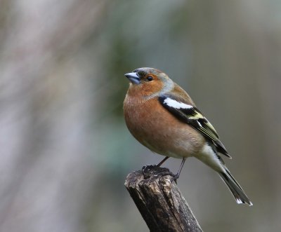 Vink - Common Chaffinch