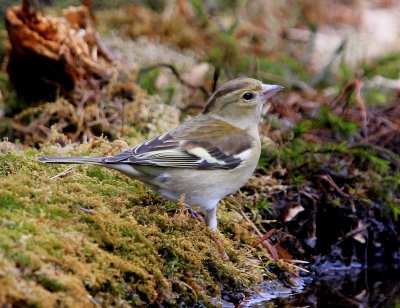 Vink - Common Chaffinch