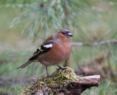 Vink - Common Chaffinch