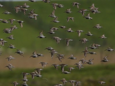 Bonte Strandlopers - Dunlins