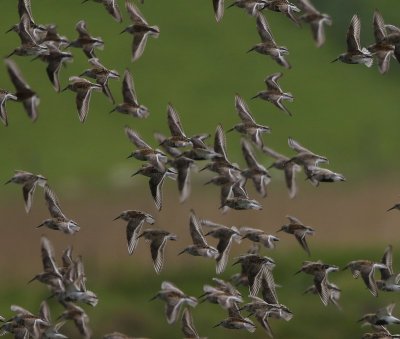Bonte Strandlopers - Dunlins