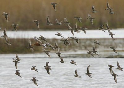 Bonte Strandlopers - Dunlins