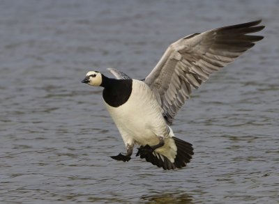 Brandgans - Barnacle Goose
