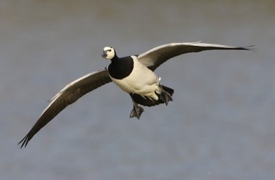 Brandgans - Barnacle Goose