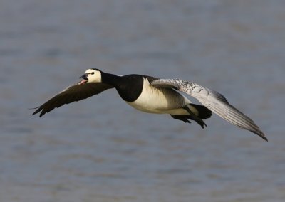 Brandgans - Barnacle Goose